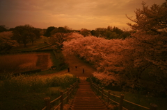 桜色に染まるさきたま古墳公園を見下ろす