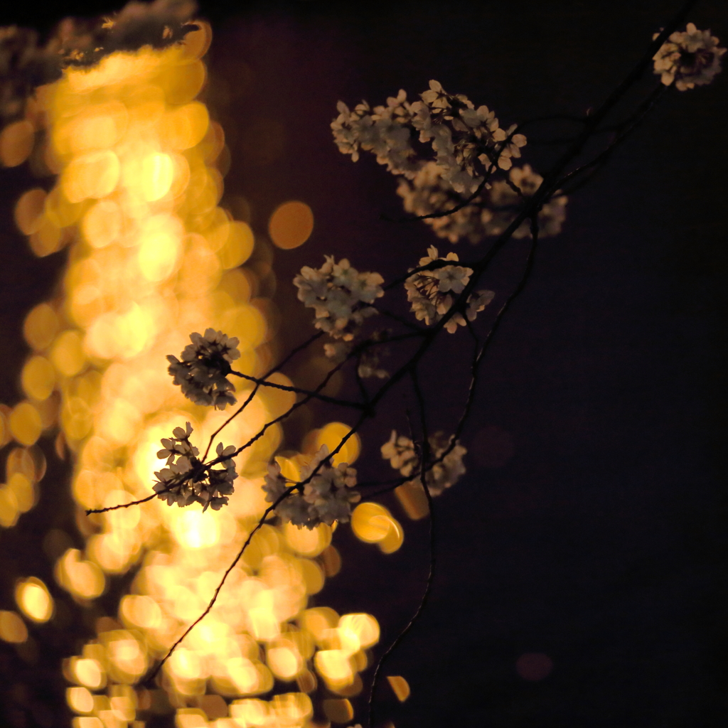 Sakura on the golden pond