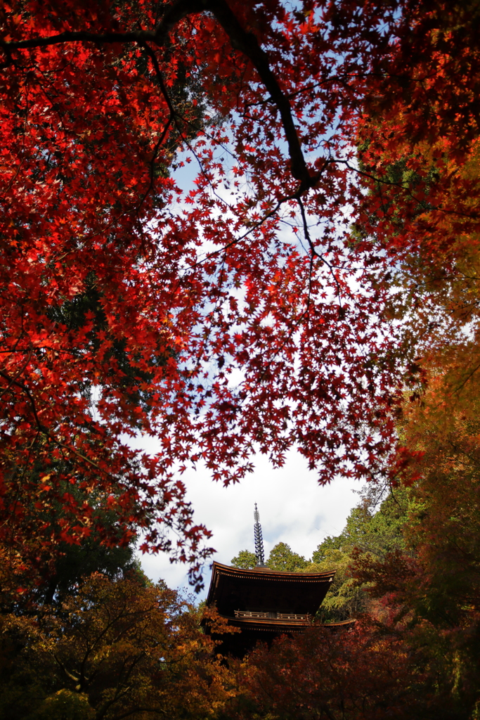 金剛輪寺、三重塔を仰ぎ見る