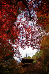 金剛輪寺、三重塔を仰ぎ見る
