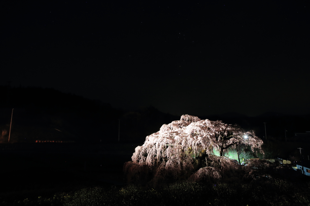 闇に浮かぶ瀧桜