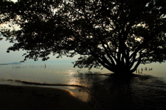 Famous tree in the lake