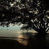 Famous tree in the lake