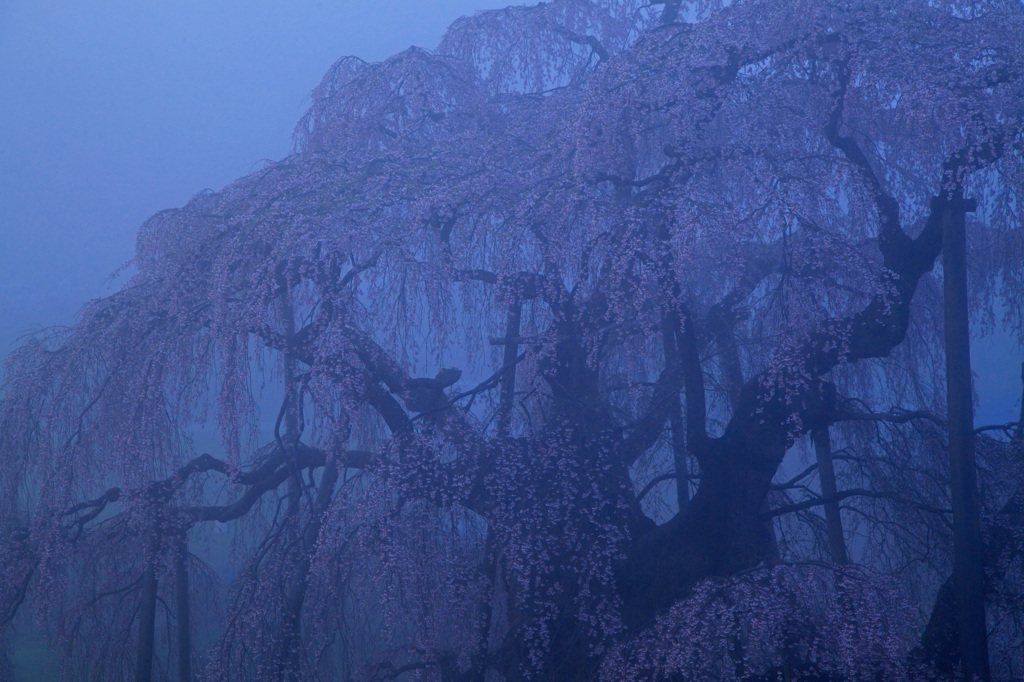 朝靄に煙る瀧桜
