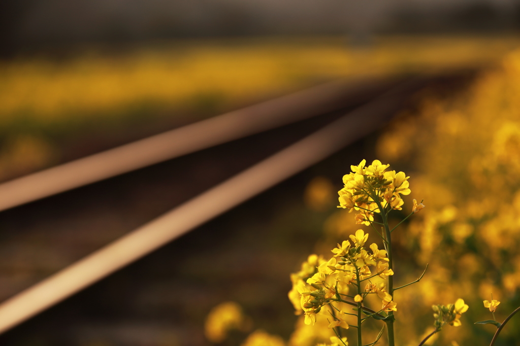 菜の花と光る線路