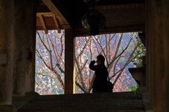 中登廊の先の桜