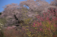 花見山にサンシュユの花咲く