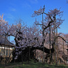 日本最古の桜