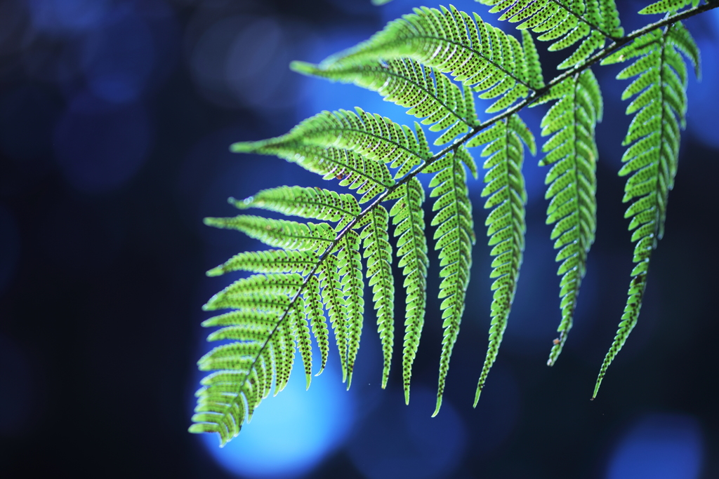 Greenery fern leaves
