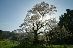 秋山の駒桜
