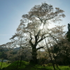 秋山の駒桜