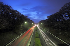 桜道路の夕暮れ