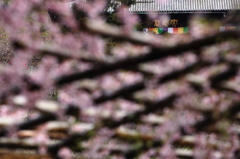 枝垂れ桜の棚から本堂を覗き見る