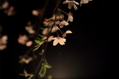 可憐に咲く～六義園枝垂れ桜