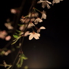 可憐に咲く～六義園枝垂れ桜