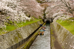 桜咲く疏水の旅へ