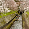 桜咲く疏水の旅へ