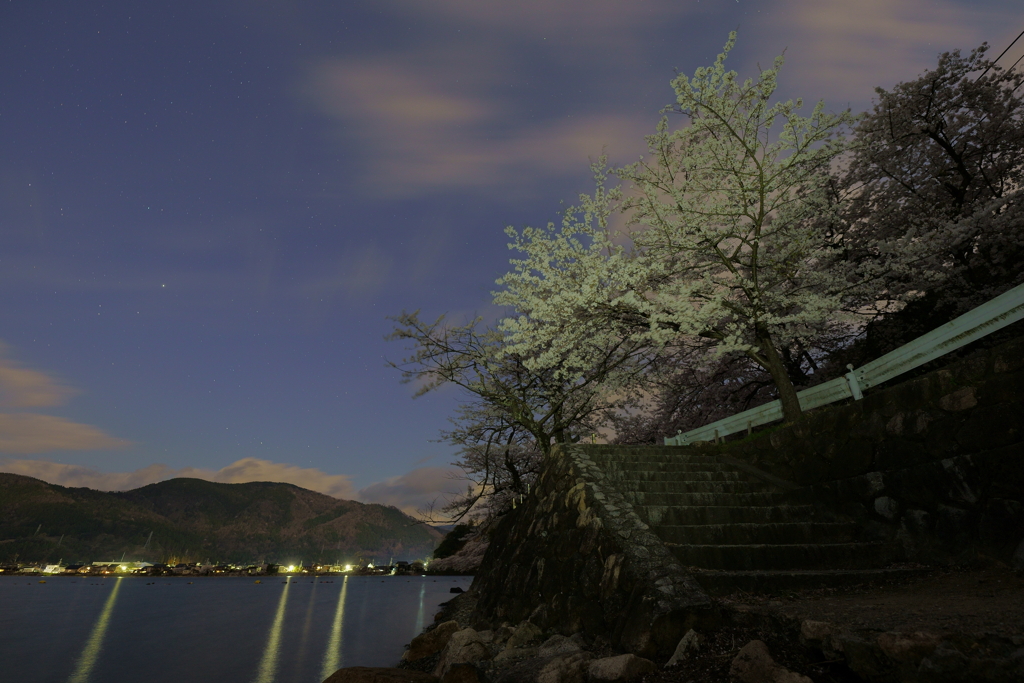 海津大崎の夜桜