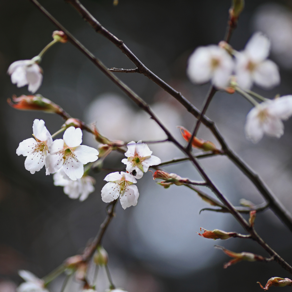 車折神社の早咲き桜