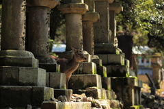 春日大社の守り神