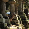 春日大社の守り神