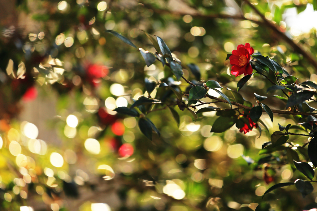 陽だまりの紅い山茶花