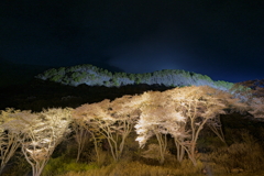 屏風岩公苑の夜桜