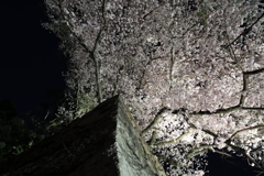 石垣の上の溢ればかりの桜花