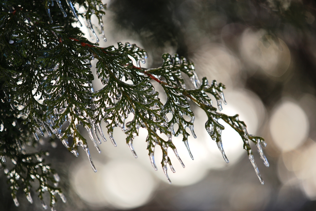 Crystal　Cedar