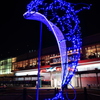 Blue　Dolphin