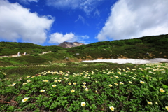 旭岳にチングルマの花咲く