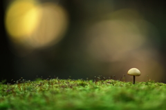Small mushroom on the green