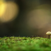 Small mushroom on the green