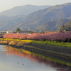 満開　河津桜