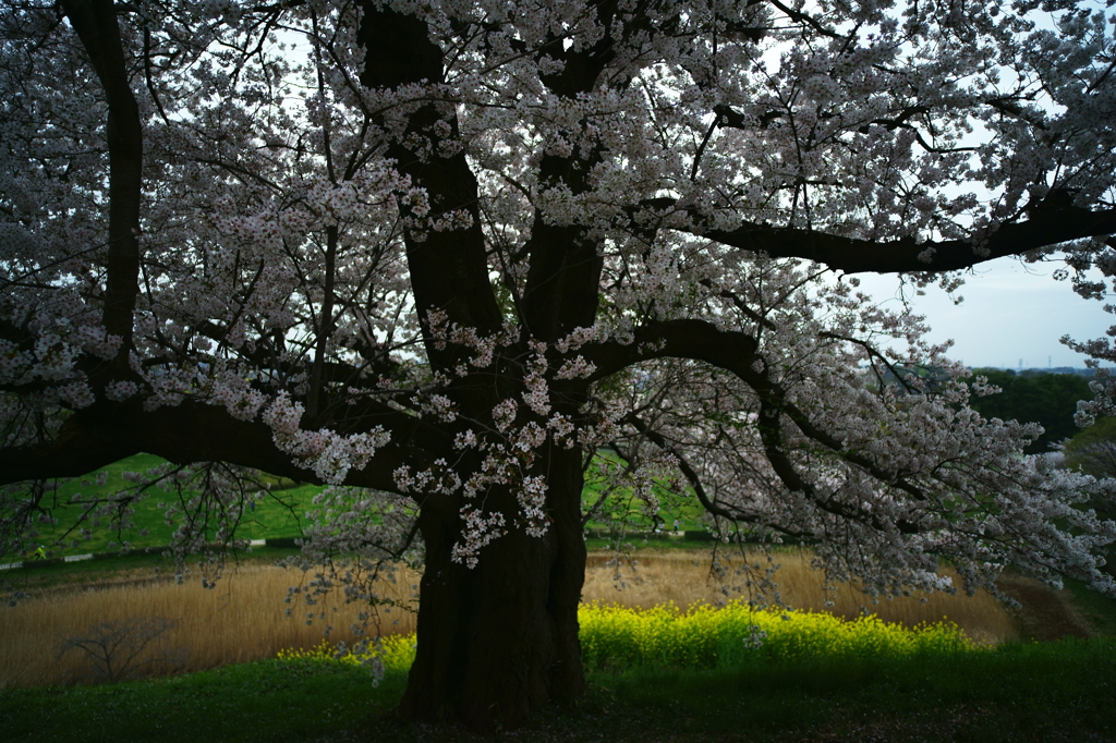 墳守の桜