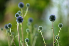 Purple balls floating in the air