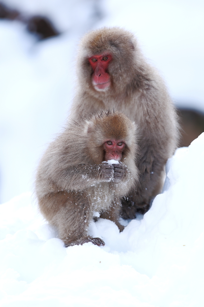 雪のおにぎり