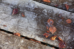木道の霜と枯葉の作る紋様