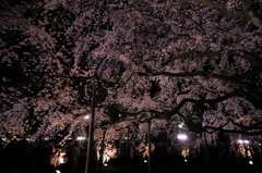 満開～六義園の枝垂れ桜