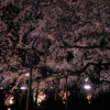 満開～六義園の枝垂れ桜