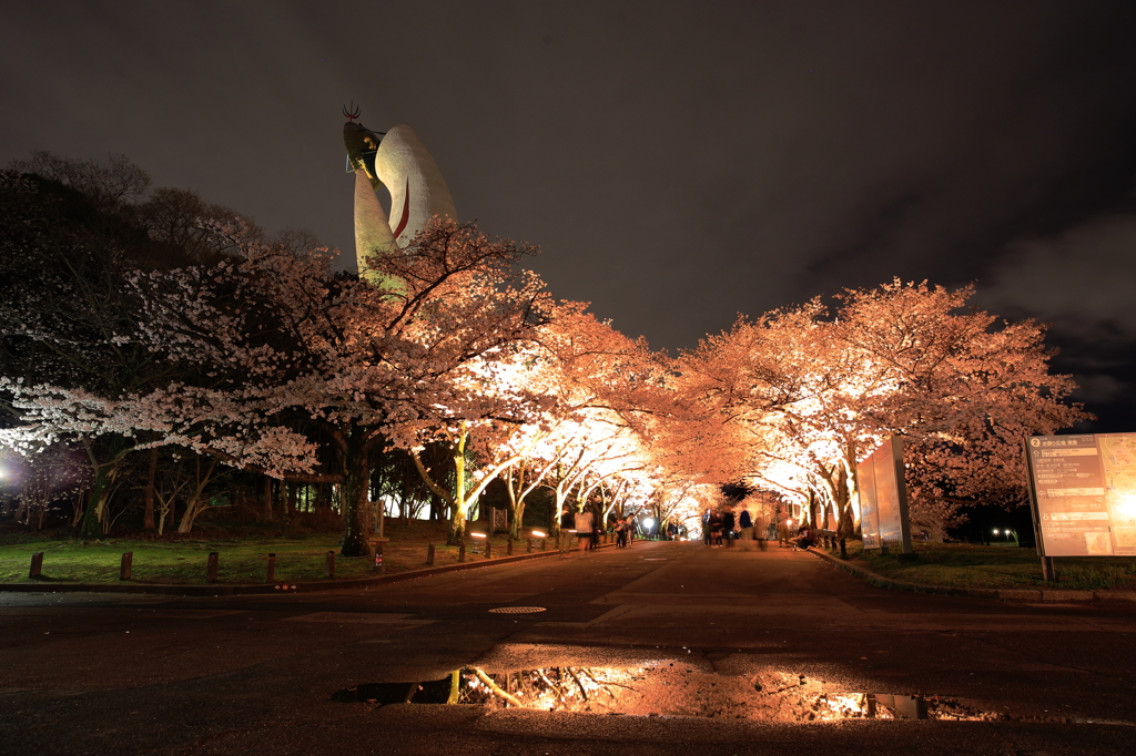 万博記念公園の夜桜