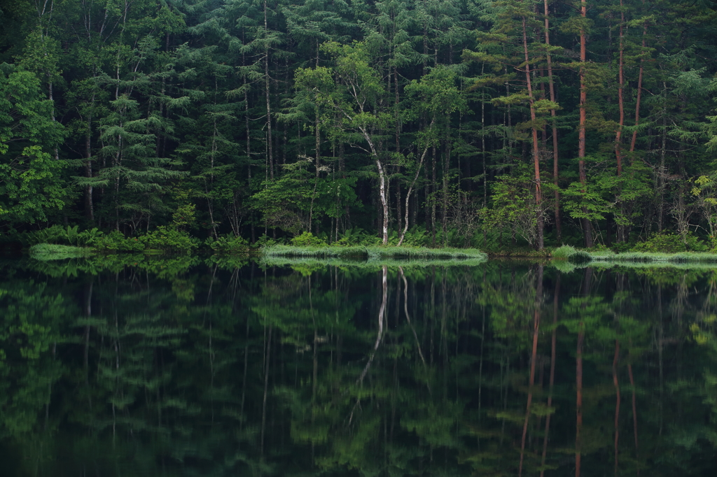 魁偉の森