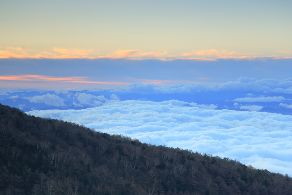 カラマツの山の稜線の向こうに広がる雲海と朝日に色づく茜雲