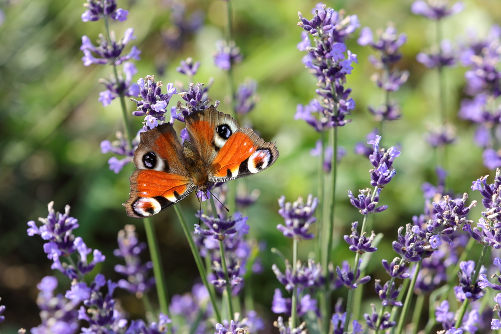 Butterfly on lavender flower