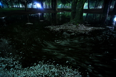 前夜の雨で桜の木も浸水し、散った花弁が流れ出す