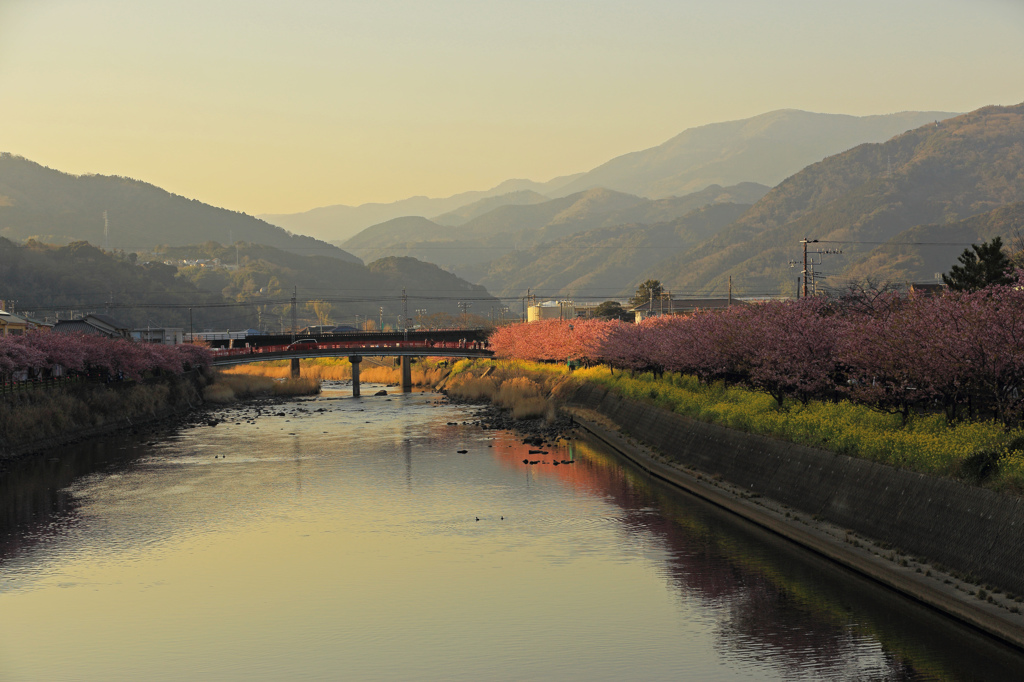 伊豆の山々と河津桜