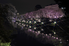 キラキラ夜桜～千鳥が淵