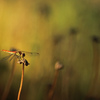 Messenger of autumn