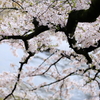 小雨、そしてわずかな光を浴びて輝く
