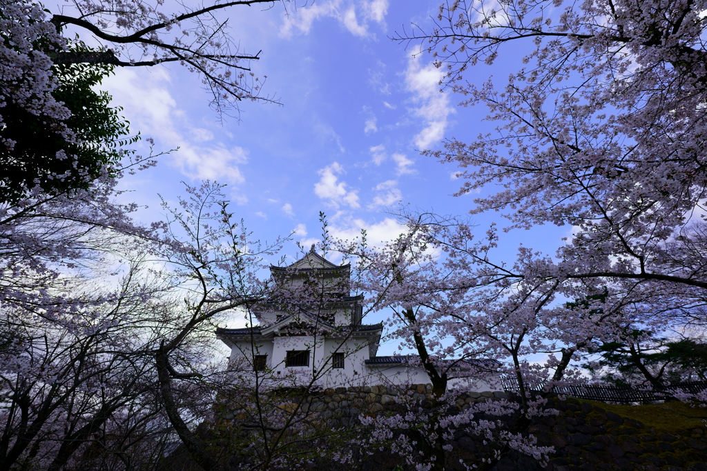 桜の白石城